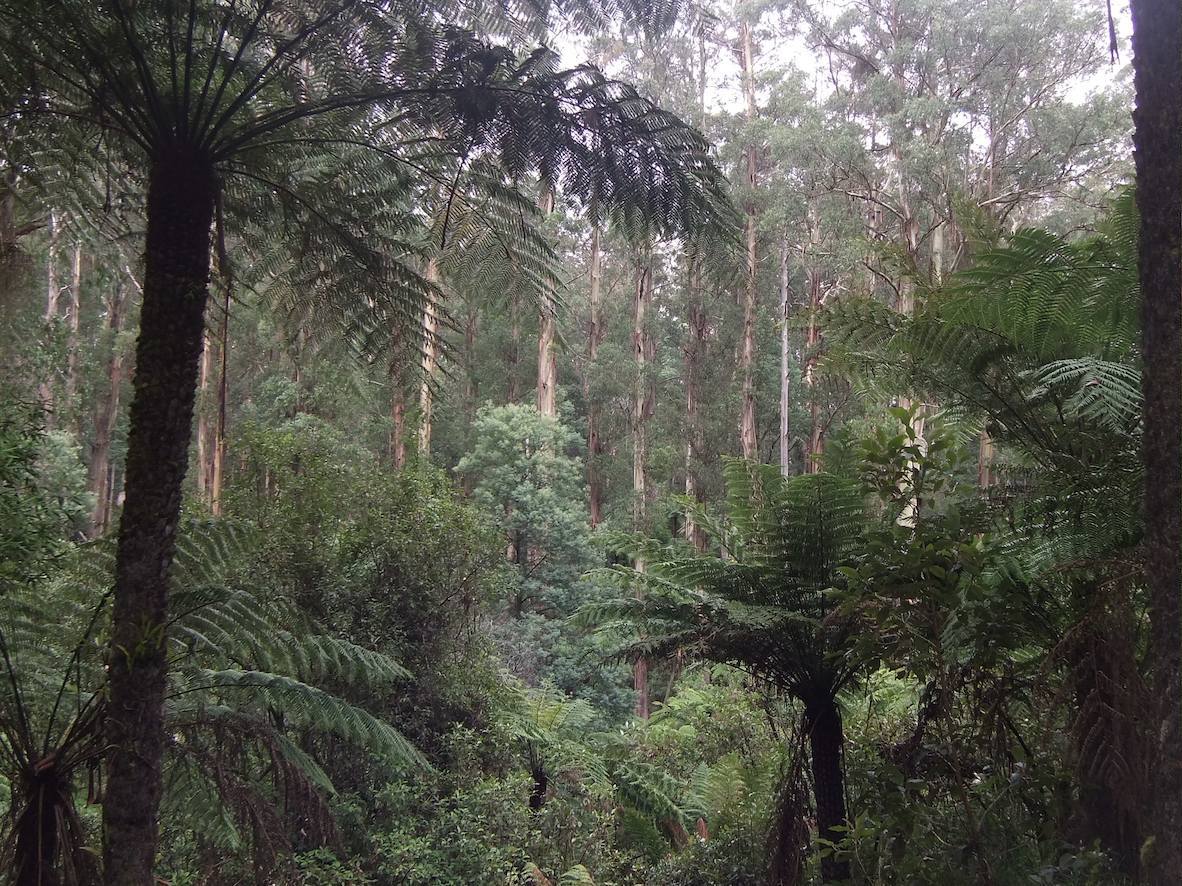 A 3D image of a temperate rain forest