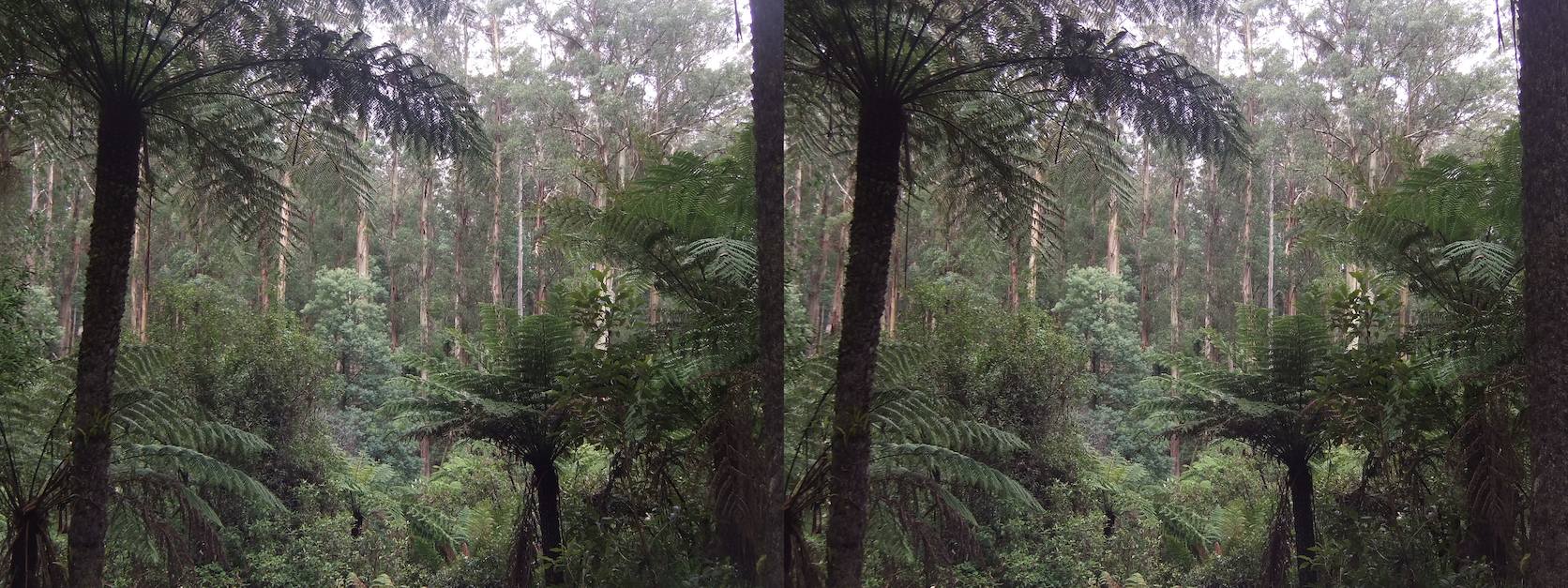 Two images of a temperate rain forest side-by-side