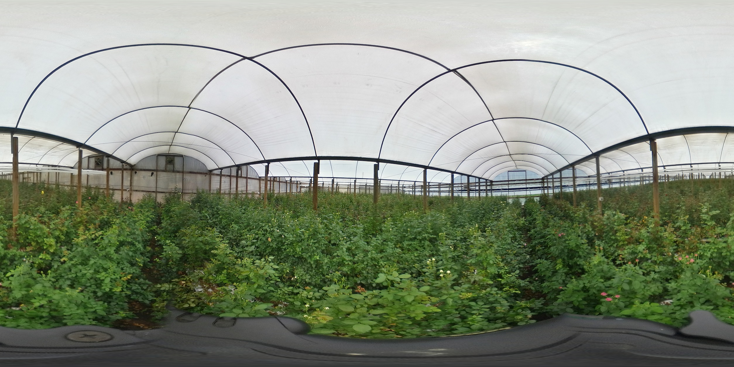 An elevated view from within a greenhouse with roses growing within it
