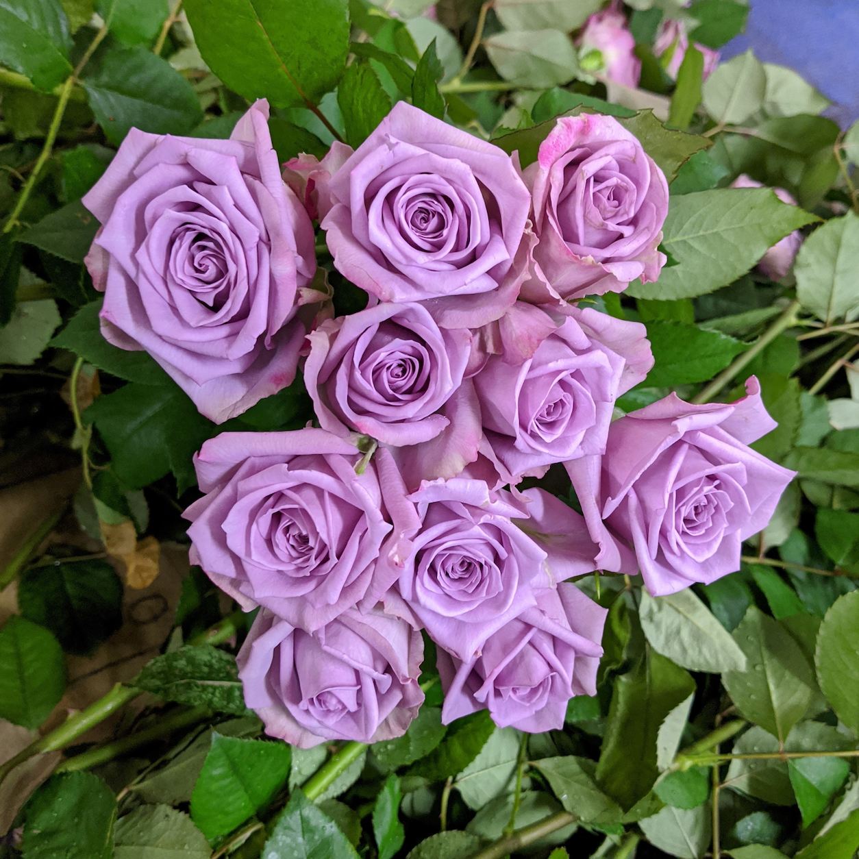 Australian Roses: Mauve: Armando