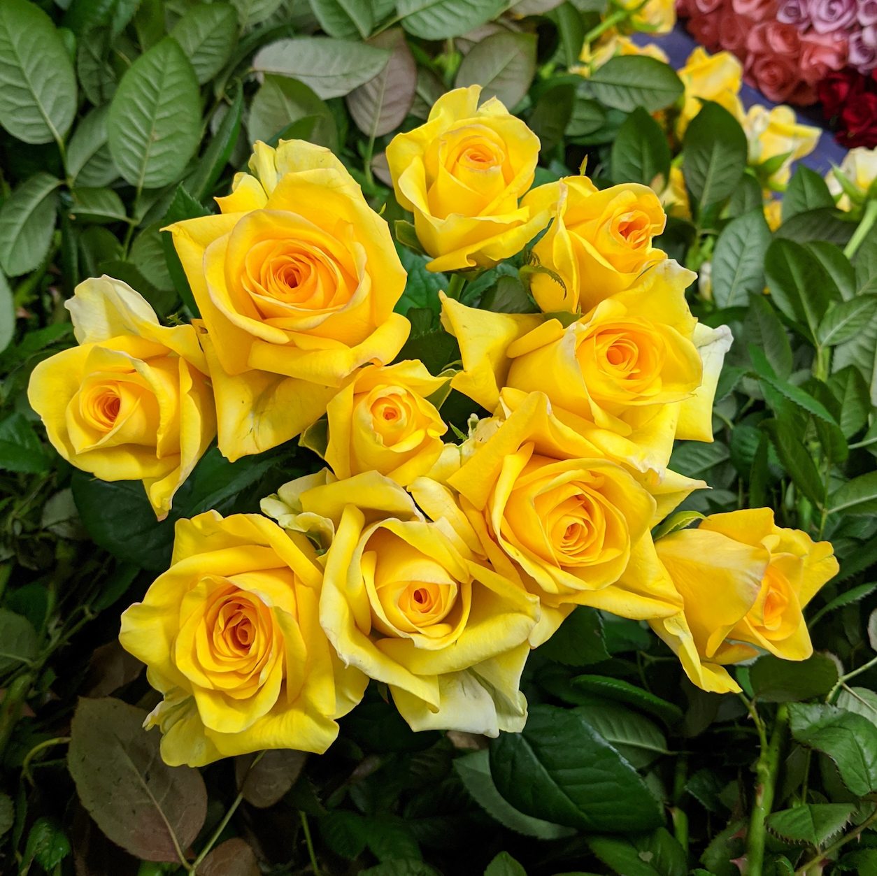 Australian Roses Yellow Deja Vu