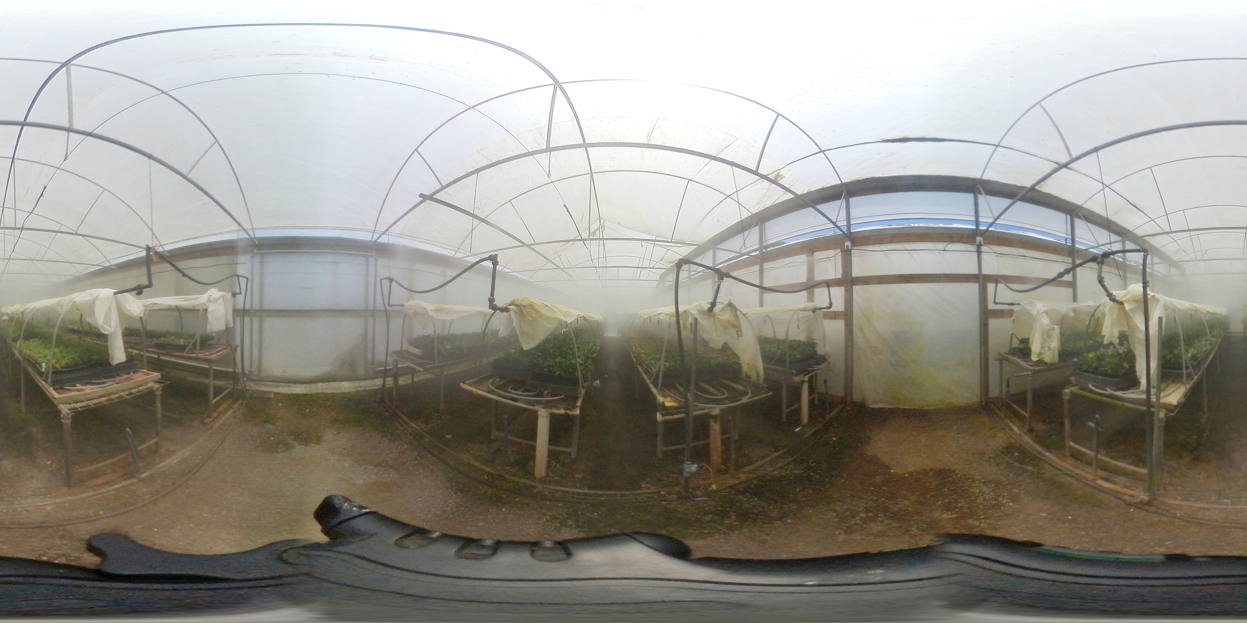 A misty greenhouse with seedlings