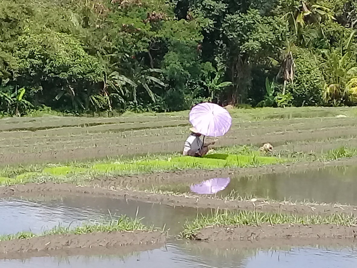 Photo of worker in rice paddy field