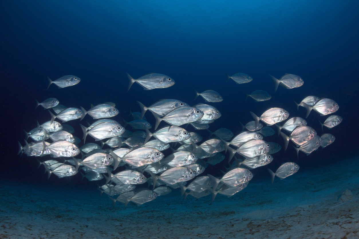 Photo of school of fish, Amed Beach