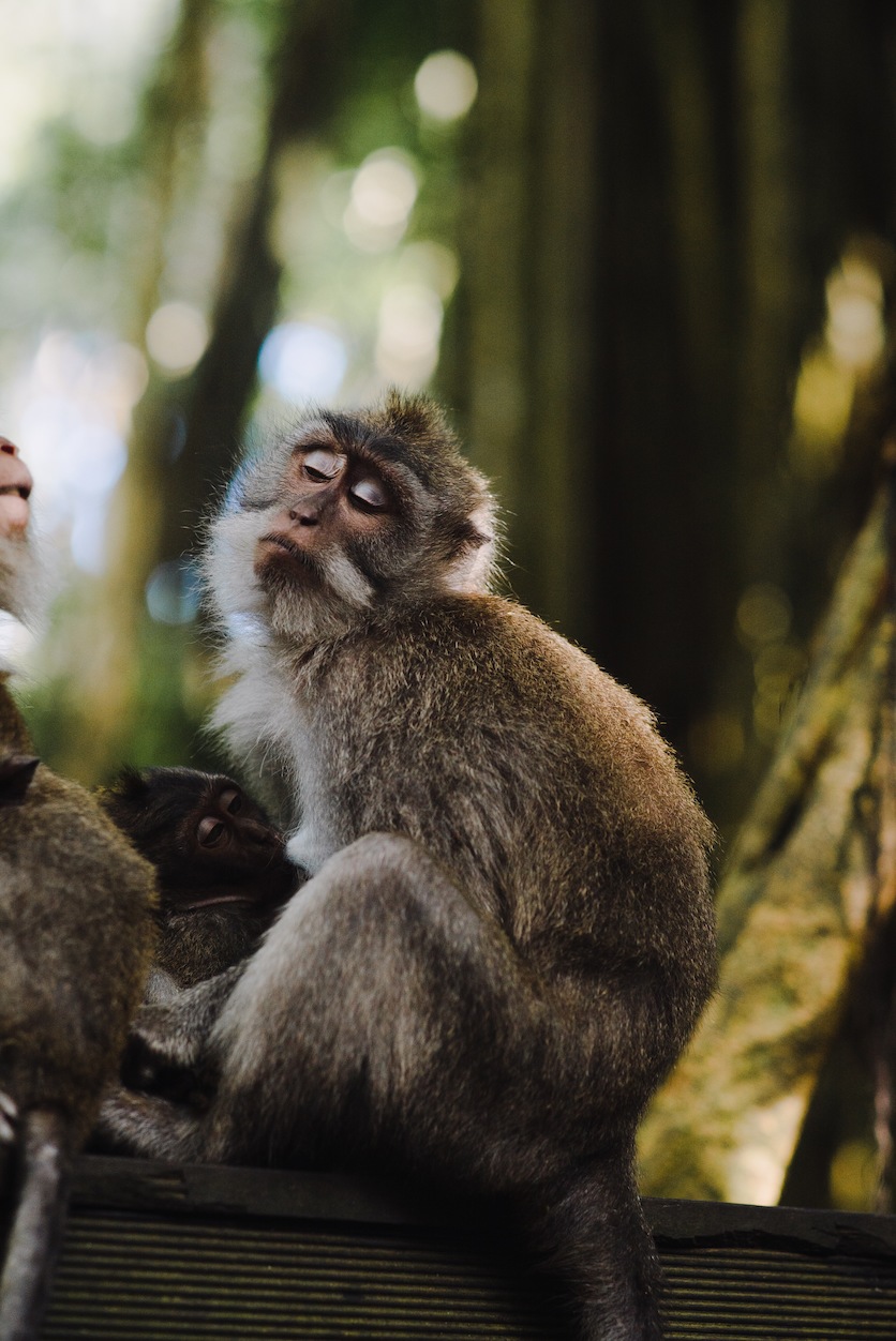 Monkey in Forest, Ubud Bali